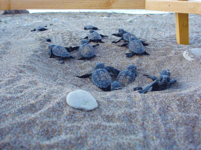 The Loggerhead turtles (Caretta caretta) in Kefalonia 