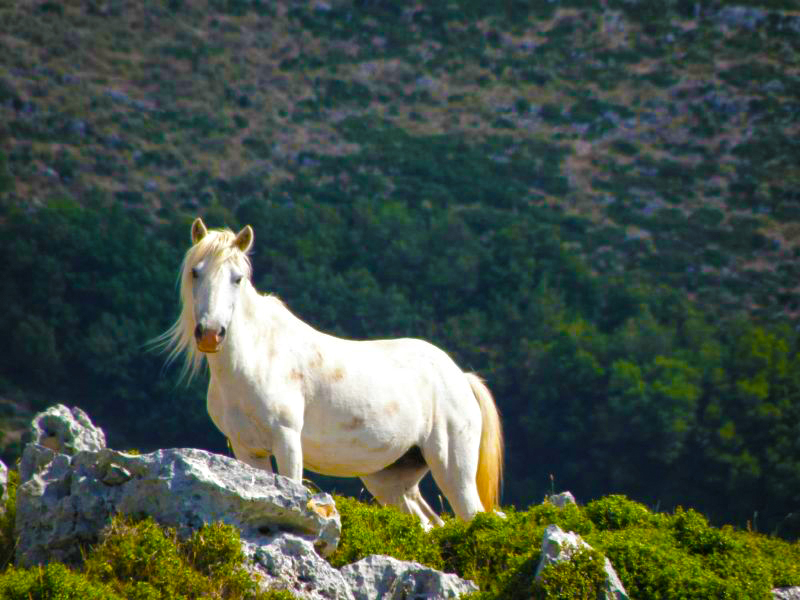Ainos Wild horse 